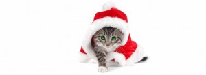 Christmas Santa Kitten - Facebook Cover Photo