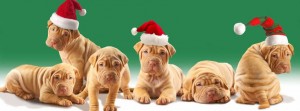 Christmas Puppies - Facebook Cover Photo